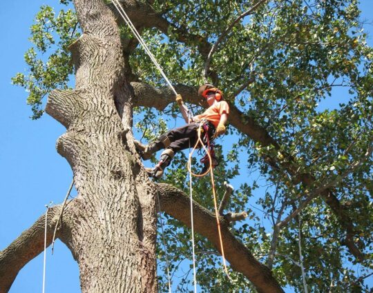 Commercial Tree Services -Boynton Beach Tree Trimming and Tree Removal Services-We Offer Tree Trimming Services, Tree Removal, Tree Pruning, Tree Cutting, Residential and Commercial Tree Trimming Services, Storm Damage, Emergency Tree Removal, Land Clearing, Tree Companies, Tree Care Service, Stump Grinding, and we're the Best Tree Trimming Company Near You Guaranteed!