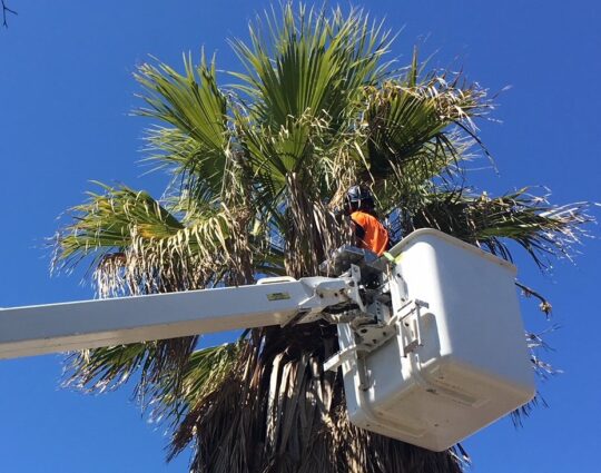 Palm Tree Removal-Boynton Beach Tree Trimming and Tree Removal Services-We Offer Tree Trimming Services, Tree Removal, Tree Pruning, Tree Cutting, Residential and Commercial Tree Trimming Services, Storm Damage, Emergency Tree Removal, Land Clearing, Tree Companies, Tree Care Service, Stump Grinding, and we're the Best Tree Trimming Company Near You Guaranteed!