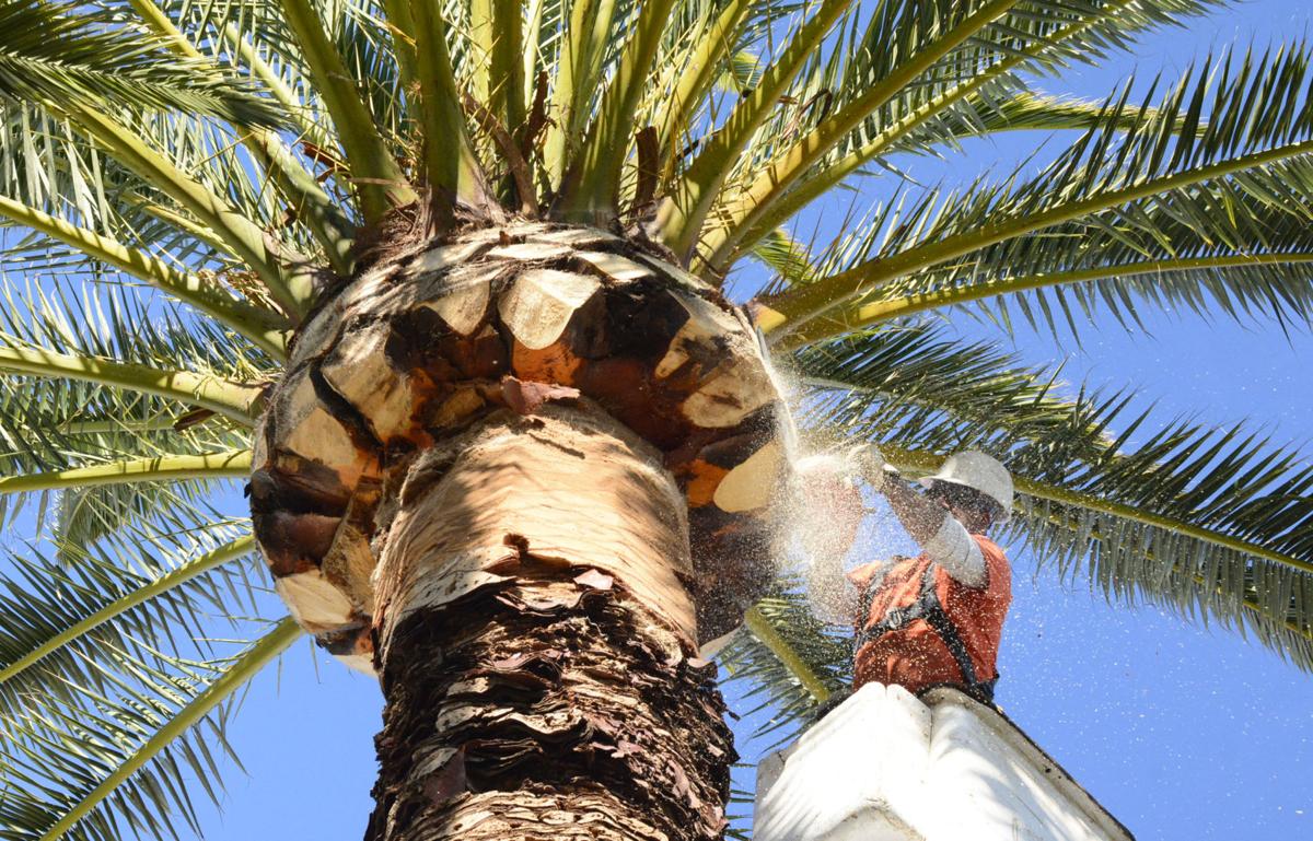 Palm Tree Trimming & Palm Tree Removal-Boynton Beach Tree Trimming and Tree Removal Services-We Offer Tree Trimming Services, Tree Removal, Tree Pruning, Tree Cutting, Residential and Commercial Tree Trimming Services, Storm Damage, Emergency Tree Removal, Land Clearing, Tree Companies, Tree Care Service, Stump Grinding, and we're the Best Tree Trimming Company Near You Guaranteed!