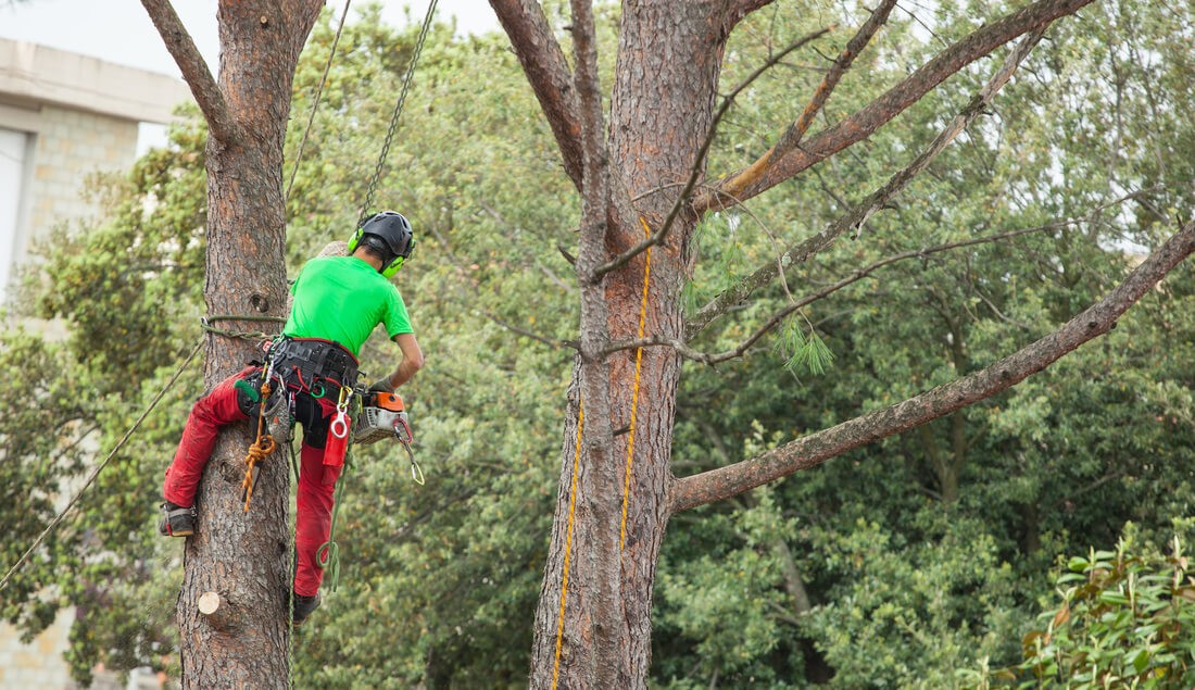 Tree Assessments-Boynton Beach Tree Trimming and Tree Removal Services-We Offer Tree Trimming Services, Tree Removal, Tree Pruning, Tree Cutting, Residential and Commercial Tree Trimming Services, Storm Damage, Emergency Tree Removal, Land Clearing, Tree Companies, Tree Care Service, Stump Grinding, and we're the Best Tree Trimming Company Near You Guaranteed!