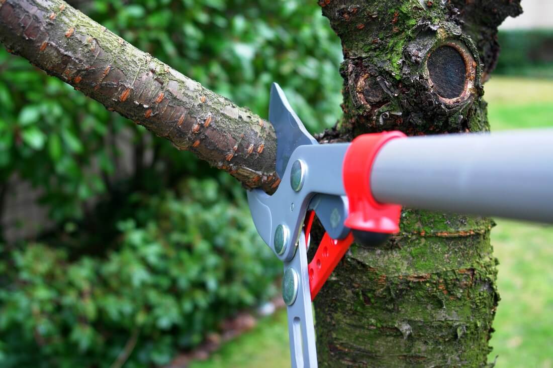 Tree Pruning-Boynton Beach Tree Trimming and Tree Removal Services-We Offer Tree Trimming Services, Tree Removal, Tree Pruning, Tree Cutting, Residential and Commercial Tree Trimming Services, Storm Damage, Emergency Tree Removal, Land Clearing, Tree Companies, Tree Care Service, Stump Grinding, and we're the Best Tree Trimming Company Near You Guaranteed!
