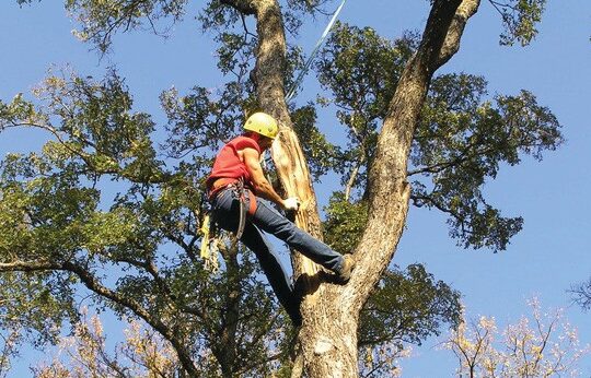 Tree Trimming Services-Boynton Beach Tree Trimming and Tree Removal Services-We Offer Tree Trimming Services, Tree Removal, Tree Pruning, Tree Cutting, Residential and Commercial Tree Trimming Services, Storm Damage, Emergency Tree Removal, Land Clearing, Tree Companies, Tree Care Service, Stump Grinding, and we're the Best Tree Trimming Company Near You Guaranteed!