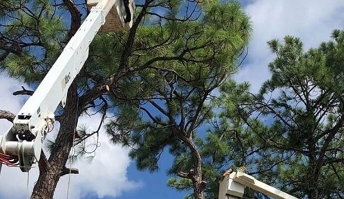 Boynton Beach Commercial Tree Services-Pro Tree Trimming & Removal Team of Boynton Beach