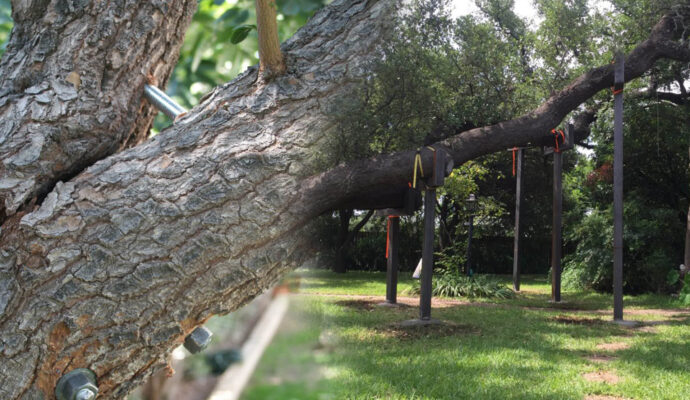 Boynton Beach Tree Bracing & Tree Cabling-Pro Tree Trimming & Removal Team of Boynton Beach