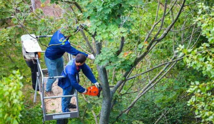 Boynton Beach Tree Trimming Services-Pro Tree Trimming & Removal Team of Boynton Beach