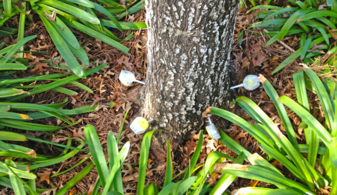 Deep Root Injection Near Me-Pro Tree Trimming & Removal Team of Boynton Beach