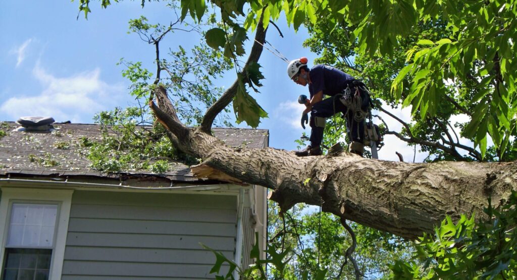 Emergency-Tree-Removal-Services Pro-Tree-Trimming-Removal-Team-of-Boynton Beach