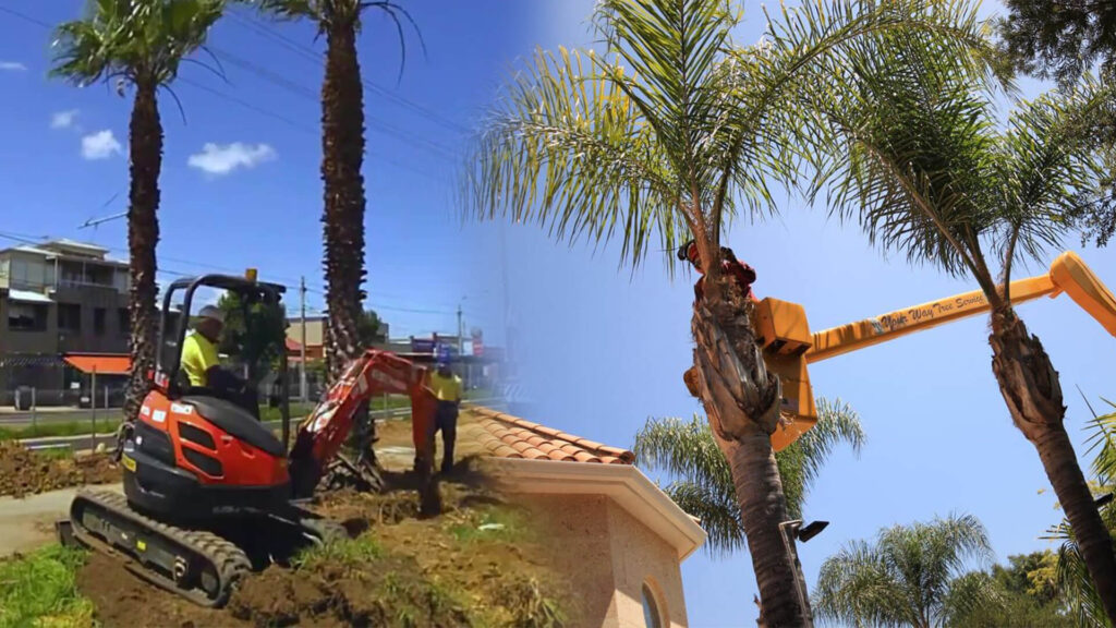 Palm Tree Trimming & Palm Tree Removal Near Me-Pro Tree Trimming & Removal Team of Boynton Beach