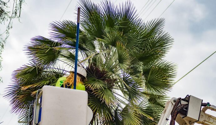 Palm-Tree-Trimming-Palm-Tree-Removal-Services Pro-Tree-Trimming-Removal-Team-of-Boynton Beach