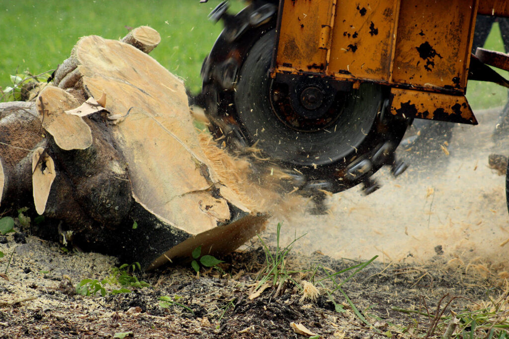 Stump-Grinding-Removal-Services Pro-Tree-Trimming-Removal-Team-of-Boynton Beach
