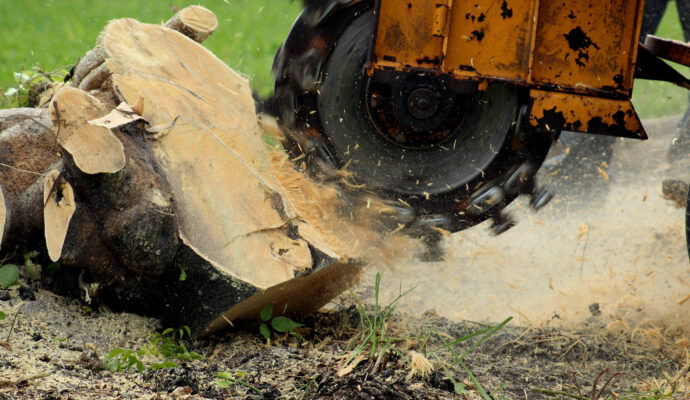 Stump-Grinding-Removal-Services Pro-Tree-Trimming-Removal-Team-of-Boynton Beach