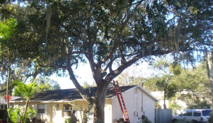 Tree-Pruning-Tree-Removal-Services Pro-Tree-Trimming-Removal-Team-of-Boynton Beach