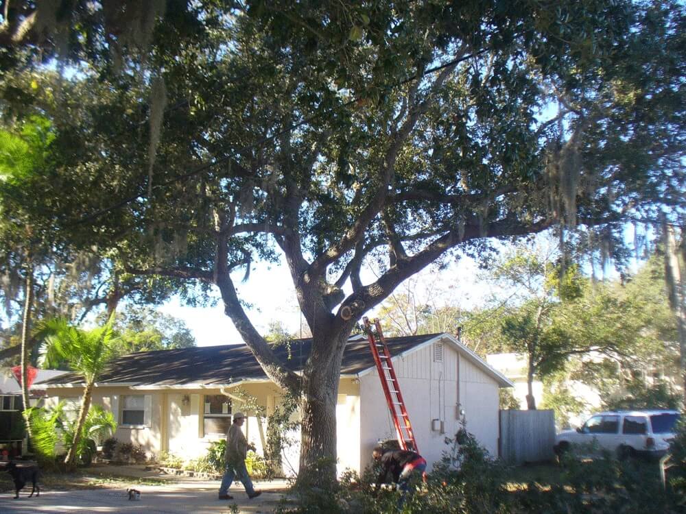 Tree-Pruning-Tree-Removal-Services Pro-Tree-Trimming-Removal-Team-of-Boynton Beach