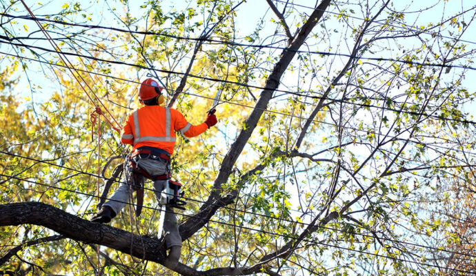 Tree Trimming Services Affordable-Pro Tree Trimming & Removal Team of Boynton Beach