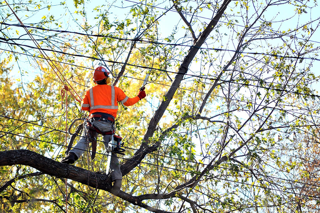 Tree Trimming Services Affordable-Pro Tree Trimming & Removal Team of Boynton Beach