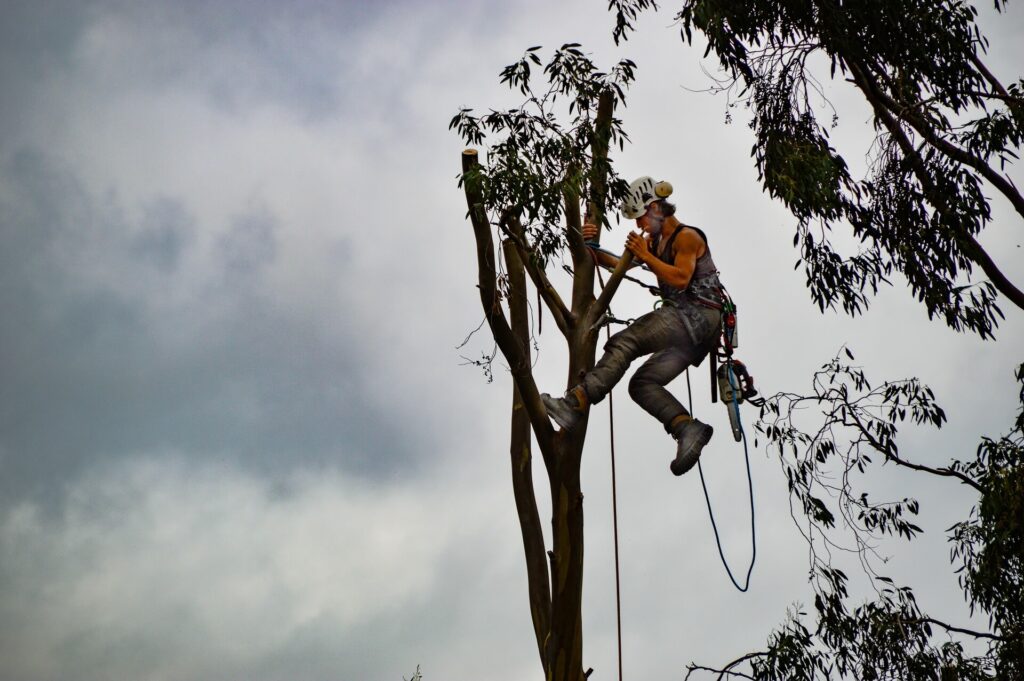 Tree-Trimming-Services-Services Pro-Tree-Trimming-Removal-Team-of Boynton Beach