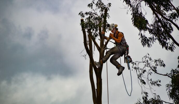 Tree-Trimming-Services-Services Pro-Tree-Trimming-Removal-Team-of Boynton Beach