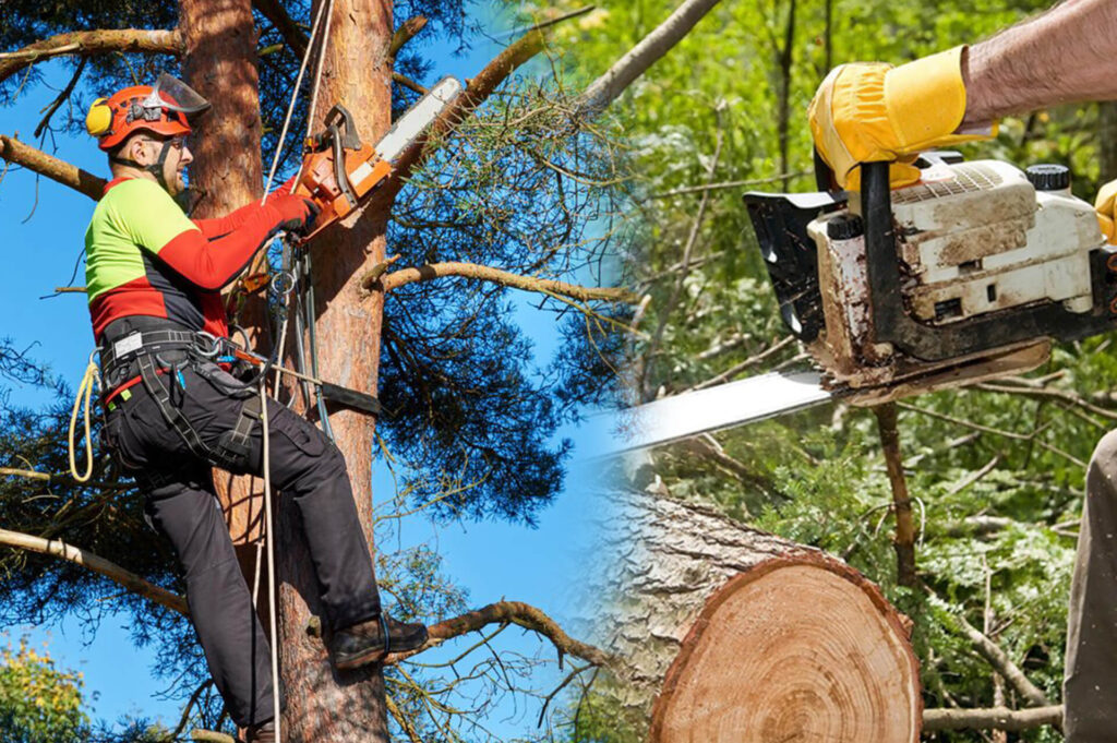 Commercial Tree Services Experts-Pro Tree Trimming & Removal Team of Boynton Beach