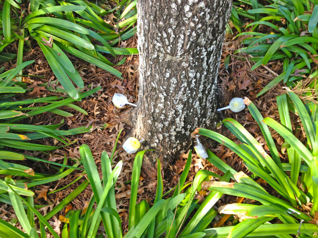 Deep Root Injection-Pros-Pro Tree Trimming & Removal Team of Boynton Beach