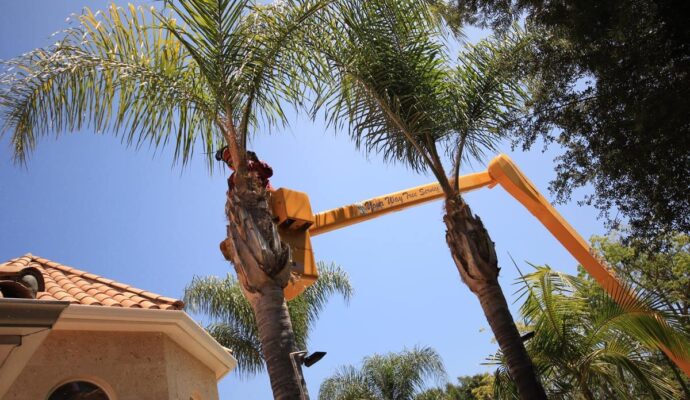 Palm Tree Trimming-Pros-Pro Tree Trimming & Removal Team of Boynton Beach