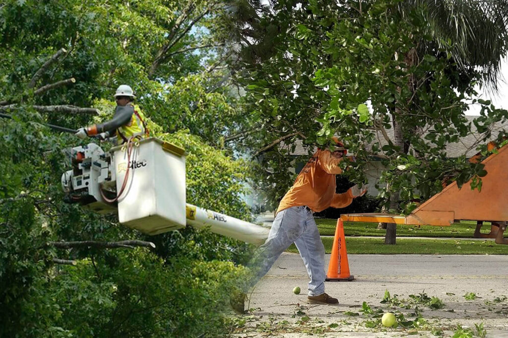 Residential Tree Services Experts-Pro Tree Trimming & Removal Team of Boynton Beach