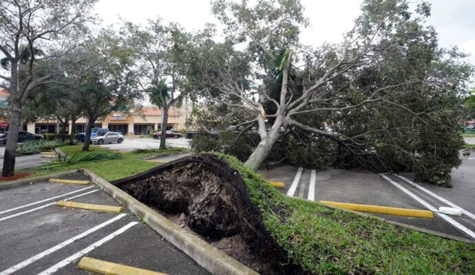 Storm Damage-Pros-Pro Tree Trimming & Removal Team of Boynton Beach