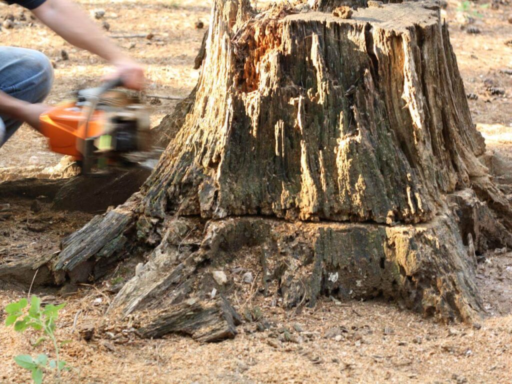 Stump Removal-Pros-Pro Tree Trimming & Removal Team of Boynton Beach