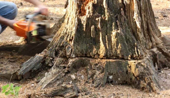 Stump Removal-Pros-Pro Tree Trimming & Removal Team of Boynton Beach