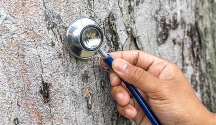 Tree Assessments-Pros-Pro Tree Trimming & Removal Team of Boynton Beach