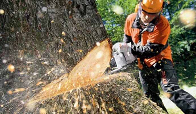 Tree Cutting-Pros-Pro Tree Trimming & Removal Team of Boynton Beach
