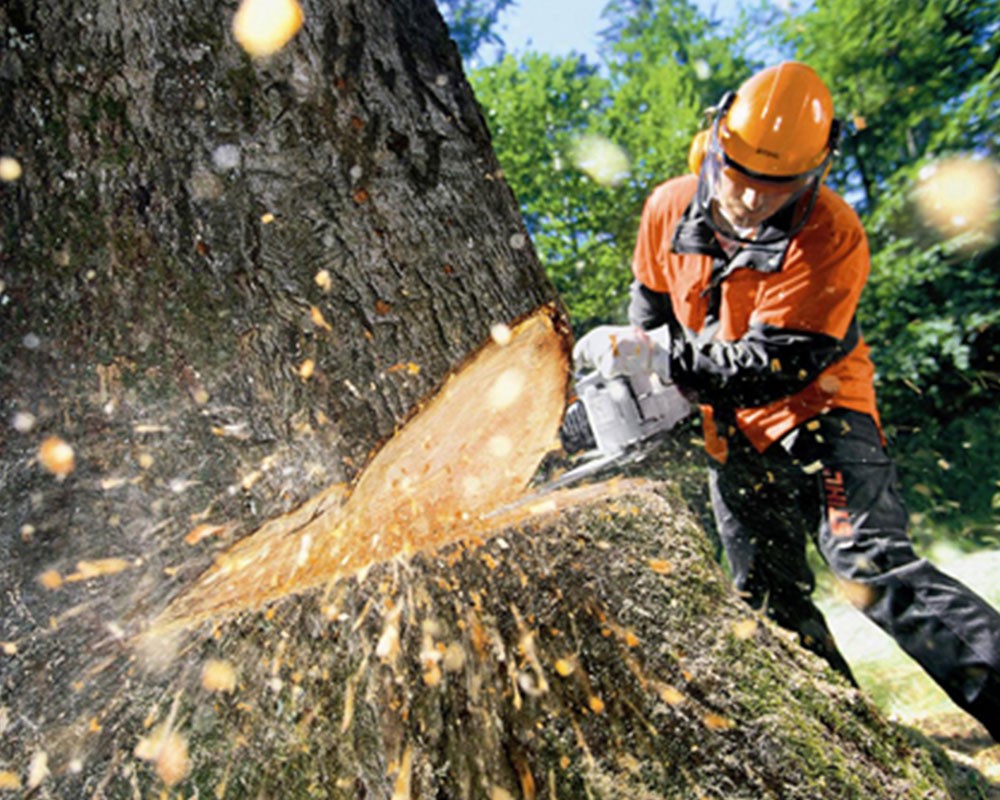Tree Cutting-Pros-Pro Tree Trimming & Removal Team of Boynton Beach