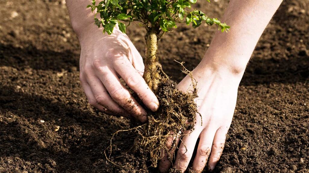 Tree Planting-Pros-Pro Tree Trimming & Removal Team of Boynton Beach