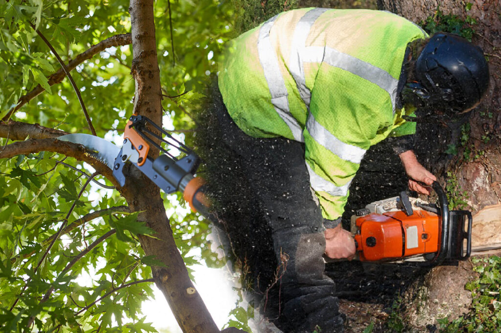 Tree Pruning & Tree Removal Experts-Pro Tree Trimming & Removal Team of Boynton Beach