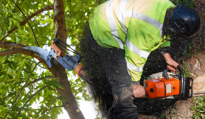 Tree Pruning & Tree Removal Experts-Pro Tree Trimming & Removal Team of Boynton Beach