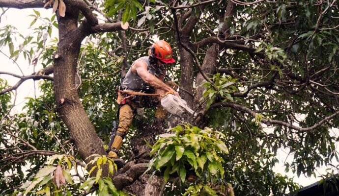 Tree Trimming Services Experts-Pro Tree Trimming & Removal Team of Boynton Beach